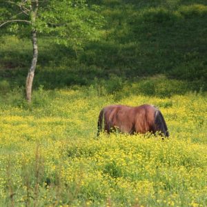 Horse Grazing in Pasture of Wildflowers